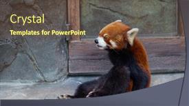  Presentation with red panda - Presentation design consisting of red-panda-in-the-zoo background and a tawny brown colored foreground