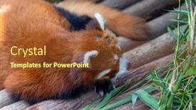  Presentation with red panda - PPT theme featuring red-panda-in-the-zoo background and a  colored foreground
