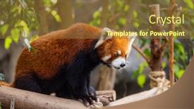  Presentation with red panda - Slides having red-panda-in-the-zoo background and a tawny brown colored foreground