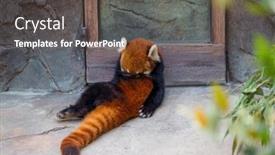  Presentation with red panda - Slide set with red-panda-in-the-zoo background and a dark gray colored foreground