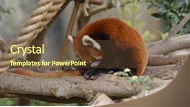  Presentation with red panda - Audience pleasing theme consisting of red panda in zoo park backdrop and a tawny brown colored foreground