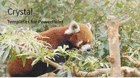  Presentation with red panda - Colorful slide set enhanced with red panda lying on tree backdrop and a mint green colored foreground