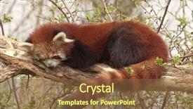  Presentation with red panda - Colorful slide set enhanced with red panda or shining cat backdrop and a  colored foreground