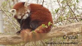  Presentation with red panda - Audience pleasing presentation design consisting of red panda or shining cat backdrop and a coral colored foreground