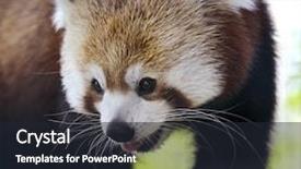  Presentation with red panda - Slides with red panda portrait close up background and a wine colored foreground