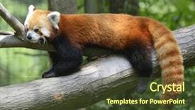  Presentation with red panda - Audience pleasing PPT layouts consisting of red panda resting backdrop and a tawny brown colored foreground