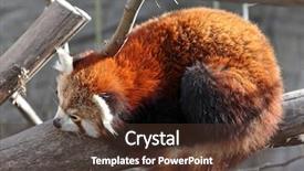  Presentation with red panda - Presentation theme enhanced with red panda sleeping background and a tawny brown colored foreground