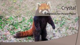  Presentation with red panda - Cool new theme with red panda stands on its backdrop and a mint green colored foreground