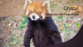  Presentation with red panda - Beautiful PPT layouts featuring red panda stands on its backdrop and a coral colored foreground
