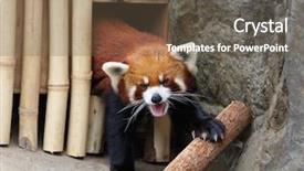  Presentation with red panda - Presentation theme with red panda background and a tawny brown colored foreground