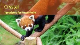  Presentation with red panda - Amazing presentation theme having red panda backdrop and a red colored foreground