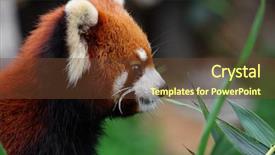  Presentation with red panda - Audience pleasing PPT theme consisting of red panda backdrop and a tawny brown colored foreground
