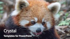  Presentation with red panda - Beautiful slides featuring red panda backdrop and a wine colored foreground