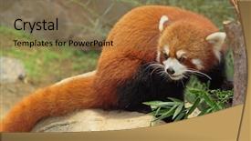  Presentation with red panda - Presentation having red panda background and a coral colored foreground