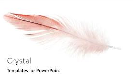  Presentation with parrot - 