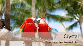  Presentation with animals nature - Audience pleasing presentation consisting of red parrots sitting on perch backdrop and a coral colored foreground