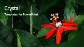  Presentation with passion - Beautiful PPT layouts featuring red passion flower - passiflora miniata vanderplank backdrop and a wine colored foreground