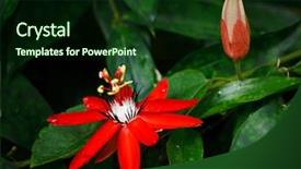  Presentation with passion - PPT theme enhanced with red passion flower - passiflora miniata vanderplank background and a forest green colored foreground