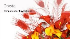  Presentation with white flowers - PPT theme with red-peacock-feathers-carnival-red background and a sky blue colored foreground