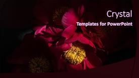  Presentation with black - Presentation theme enhanced with red-peonies-on-the-black background and a wine colored foreground