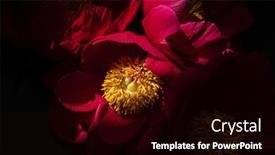  Presentation with black - Theme with red-peonies-on-the-black background and a black colored foreground