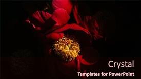  Presentation with black - Slides consisting of red-peonies-on-the-black background and a wine colored foreground