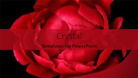  Presentation with peony - Beautiful slide set featuring red peony on black background backdrop and a crimson colored foreground