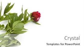  Presentation with peony flower - Colorful presentation design enhanced with red-peony-on-white-background backdrop and a white colored foreground