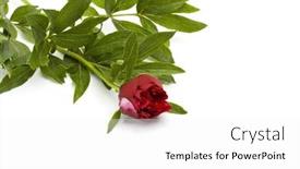  Presentation with peony flower - PPT theme having red-peony-on-white-background background and a white colored foreground