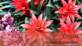  Presentation with pineapple - Cool new PPT theme with red-pineapple-flower-blooming backdrop and a red colored foreground