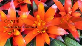  Presentation with pineapple - Slide deck having red-pineapple-flower-blooming background and a red colored foreground