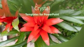  Presentation with pineapple - Audience pleasing PPT theme consisting of red-pineapple-flower-blooming backdrop and a tawny brown colored foreground