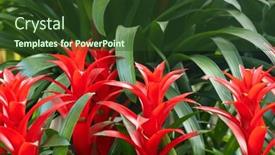  Presentation with pineapple - PPT layouts having red-pineapple-flower-blooming background and a tawny brown colored foreground
