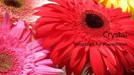  Presentation with pink - Audience pleasing presentation design consisting of red pink and yellow gerbera backdrop and a red colored foreground