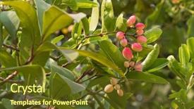  Presentation with crane - Presentation theme featuring pectin - red pink crane berry fruit background and a tawny brown colored foreground