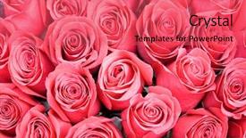  Presentation with red floral - Amazing presentation having red pink roses - see similar backdrop and a red colored foreground