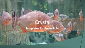  Presentation with fish aquarium - Beautiful PPT theme featuring red piranha fish in aquarium backdrop and a coral colored foreground