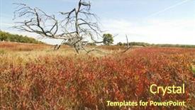  Presentation with brush - Amazing PPT theme having red plants and brush in big meadows backdrop and a tawny brown colored foreground