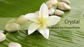  Presentation with plumeria - Audience pleasing slide set consisting of red plumeria and stones on wet banana leaf backdrop and a mint green colored foreground