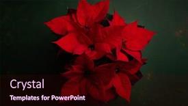  Presentation with dark flower - PPT theme enhanced with red-poinsettia-flower-closeup background and a wine colored foreground