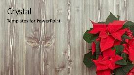  Presentation with christmas card - Audience pleasing theme consisting of red poinsettia flowers euphorbia pulcherrima backdrop and a light gray colored foreground