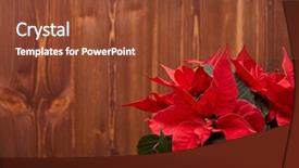  Presentation with christmas card - PPT theme with red poinsettia flowers euphorbia pulcherrima background and a tawny brown colored foreground