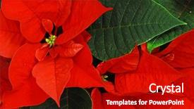  Presentation with christmas red - Theme enhanced with red poinsettia with green leaves background and a crimson colored foreground
