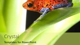  Presentation with tropical rainforest - Presentation theme consisting of red-poison-dart-frog-dendrobates background and a yellow colored foreground
