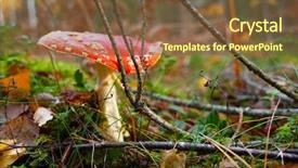  Presentation with fly agaric in forest - PPT theme having cover toxicity - red poisonous fly agaric mushroom background and a tawny brown colored foreground