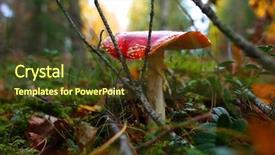  Presentation with fly - Cool new PPT theme with cover toxicity - red poisonous fly agaric mushroom backdrop and a tawny brown colored foreground