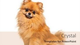  Presentation with super hero dog red - Presentation design enhanced with red-pomeranian-dog-sitting background and a yellow colored foreground