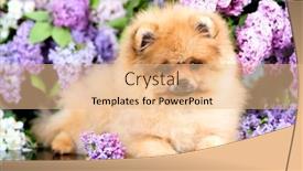  Presentation with red - Beautiful slides featuring red-pomeranian-spitz backdrop and a lemonade colored foreground