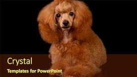  Presentation with poodle - Presentation theme with red-poodle-toy-poodle-portrait background and a tawny brown colored foreground