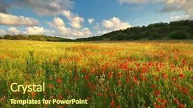  Presentation with poppy - Colorful slides enhanced with red poppies - big poppy meadow spring nature backdrop and a tawny brown colored foreground